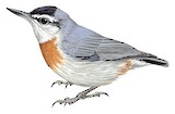 Krüper's Nuthatch Illustration