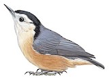 Przevalski's Nuthatch Illustration