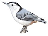 White-breasted Nuthatch Illustration