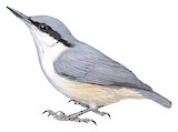 Western Rock Nuthatch Illustration