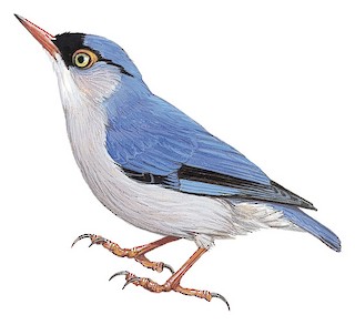 Sitta frontalis corallipes