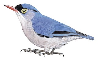 Sitta frontalis frontalis