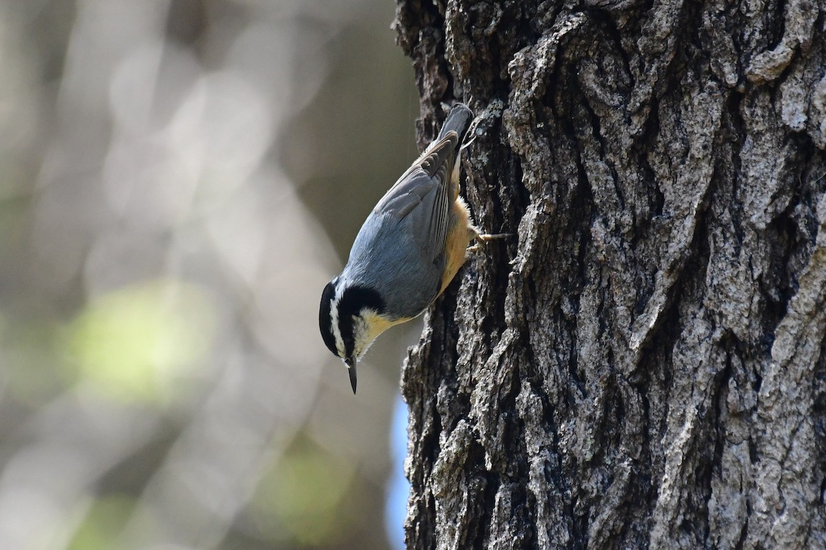Red-breasted Nuthatch - Debbie McTigue
