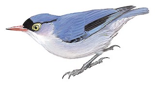 Sitta frontalis velata