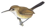 Chattering Gnatwren Illustration