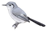 Cuban Gnatcatcher Illustration