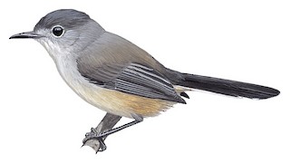 California gnatcatcher: a tiny bird that keeps its seaside habitat healthy