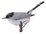 California Gnatcatcher Illustration