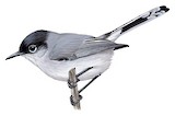 Black-tailed Gnatcatcher Illustration