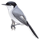 White-lored Gnatcatcher Illustration