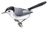 White-browed Gnatcatcher Illustration