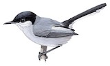 Tropical Gnatcatcher Illustration