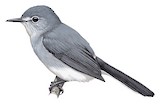 Slate-throated Gnatcatcher Illustration