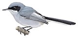 Masked Gnatcatcher Illustration