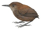 Northern Nightingale-Wren Illustration