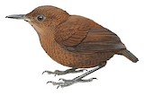 Flutist Wren Illustration