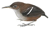 Wing-banded Wren Illustration