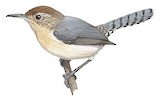 Tooth-billed Wren Illustration