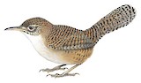 Zapata Wren Illustration