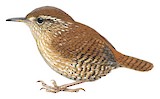 Winter Wren Illustration