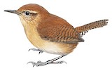 Mountain Wren Illustration