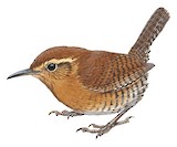 Santa Marta Wren Illustration