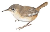 Socorro Wren Illustration