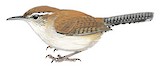 Bewick's Wren Illustration