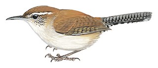 Illustration of  - Bewick