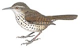 Thrush-like Wren Illustration