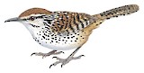 Spotted Wren Illustration