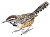 Cactus Wren Illustration