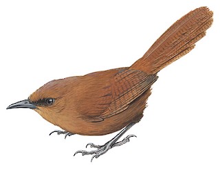 Cinnycerthia unirufa unibrunnea