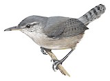 Grey Wren Illustration