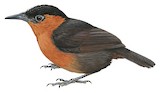 Chestnut-breasted Wren Illustration