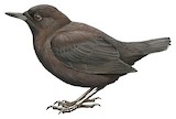 Brown Dipper Illustration