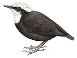 White-capped Dipper Illustration