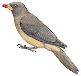 Yellow-billed Oxpecker Illustration