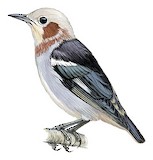 Chestnut-cheeked Starling Illustration