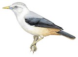 White-headed Starling Illustration