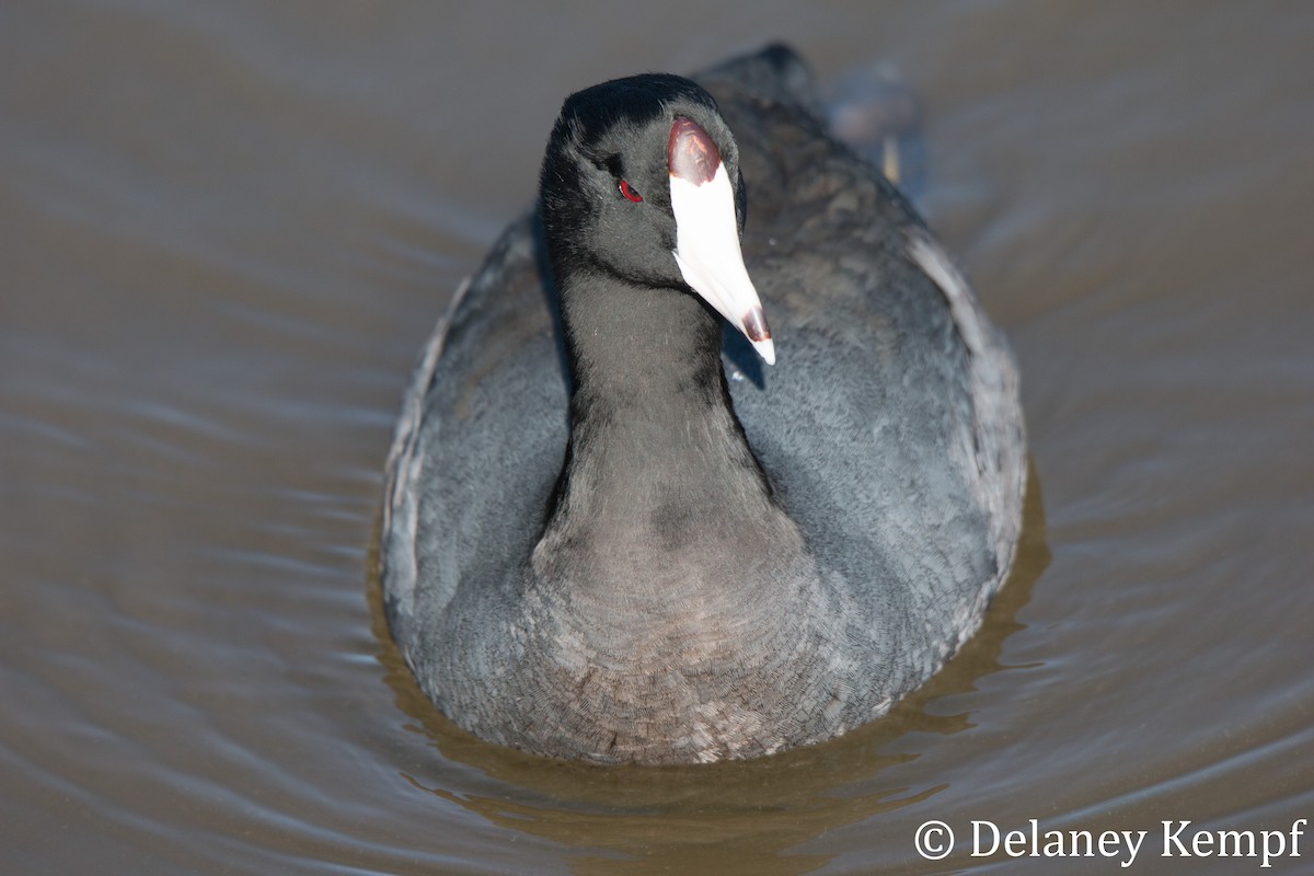 American Coot (Red-shielded) - ML153518551