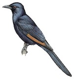 Somali Starling Illustration