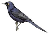 Narrow-tailed Starling Illustration