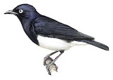 Abbott's Starling Illustration