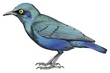 Bronze-tailed Starling Illustration