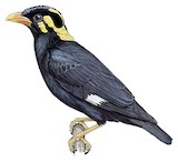 Tenggara Hill Myna Illustration