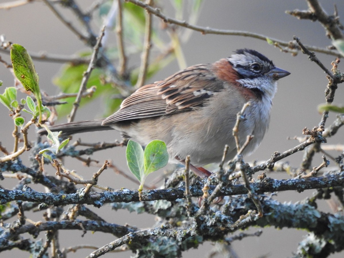 Rufous-collared Sparrow - ML153520321