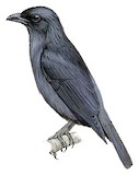 Tanimbar Starling Illustration