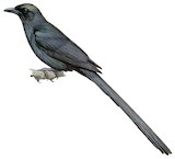 Long-tailed Starling Illustration