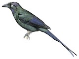 White-eyed Starling Illustration